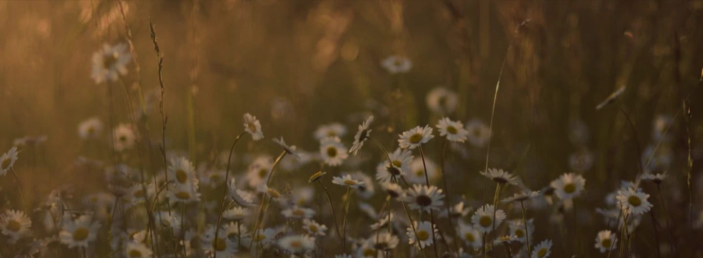 Plants don't use irritating creams to repair sun damage, so why do you?